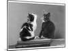 Black and White Kitten and a Grey and White Kitten Sit Atop Some Books-null-Mounted Photographic Print