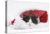 Black-And-White Kitten Asleep in a Father Christmas Hat-Mark Taylor-Stretched Canvas