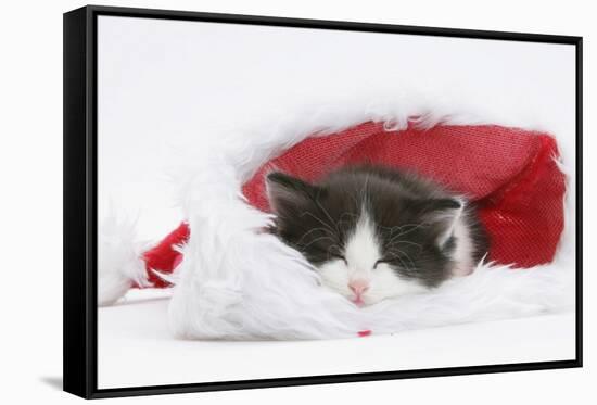 Black-And-White Kitten Asleep in a Father Christmas Hat-Mark Taylor-Framed Stretched Canvas