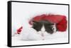Black-And-White Kitten Asleep in a Father Christmas Hat-Mark Taylor-Framed Stretched Canvas