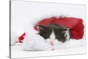 Black-And-White Kitten Asleep in a Father Christmas Hat-Mark Taylor-Stretched Canvas