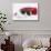 Black-And-White Kitten Asleep in a Father Christmas Hat-Mark Taylor-Stretched Canvas displayed on a wall