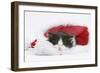 Black-And-White Kitten Asleep in a Father Christmas Hat-Mark Taylor-Framed Photographic Print