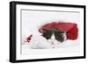 Black-And-White Kitten Asleep in a Father Christmas Hat-Mark Taylor-Framed Photographic Print