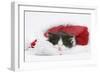 Black-And-White Kitten Asleep in a Father Christmas Hat-Mark Taylor-Framed Photographic Print