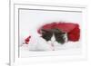 Black-And-White Kitten Asleep in a Father Christmas Hat-Mark Taylor-Framed Photographic Print