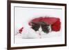 Black-And-White Kitten Asleep in a Father Christmas Hat-Mark Taylor-Framed Photographic Print