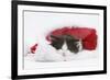 Black-And-White Kitten Asleep in a Father Christmas Hat-Mark Taylor-Framed Photographic Print