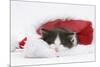 Black-And-White Kitten Asleep in a Father Christmas Hat-Mark Taylor-Mounted Photographic Print