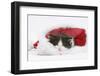 Black-And-White Kitten Asleep in a Father Christmas Hat-Mark Taylor-Framed Photographic Print