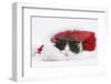 Black-And-White Kitten Asleep in a Father Christmas Hat-Mark Taylor-Framed Photographic Print