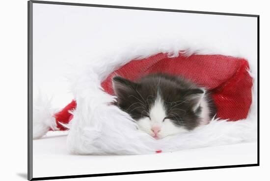 Black-And-White Kitten Asleep in a Father Christmas Hat-Mark Taylor-Mounted Photographic Print