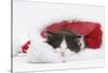 Black-And-White Kitten Asleep in a Father Christmas Hat-Mark Taylor-Stretched Canvas