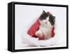 Black-And-White Kitten in a Father Christmas Hat-Mark Taylor-Framed Stretched Canvas