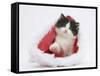 Black-And-White Kitten in a Father Christmas Hat-Mark Taylor-Framed Stretched Canvas