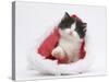 Black-And-White Kitten in a Father Christmas Hat-Mark Taylor-Stretched Canvas