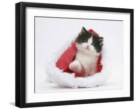 Black-And-White Kitten in a Father Christmas Hat-Mark Taylor-Framed Premium Photographic Print