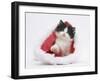 Black-And-White Kitten in a Father Christmas Hat-Mark Taylor-Framed Premium Photographic Print