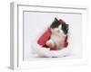 Black-And-White Kitten in a Father Christmas Hat-Mark Taylor-Framed Premium Photographic Print