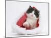 Black-And-White Kitten in a Father Christmas Hat-Mark Taylor-Mounted Premium Photographic Print
