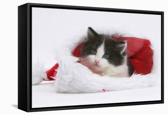 Black-And-White Kitten in a Father Christmas Hat-Mark Taylor-Framed Stretched Canvas