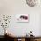 Black-And-White Kitten in a Father Christmas Hat-Mark Taylor-Stretched Canvas displayed on a wall