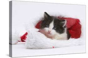 Black-And-White Kitten in a Father Christmas Hat-Mark Taylor-Stretched Canvas