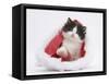 Black-And-White Kitten in a Father Christmas Hat-Mark Taylor-Framed Stretched Canvas