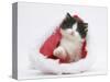 Black-And-White Kitten in a Father Christmas Hat-Mark Taylor-Stretched Canvas