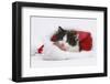 Black-And-White Kitten in a Father Christmas Hat-Mark Taylor-Framed Photographic Print