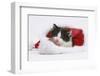 Black-And-White Kitten in a Father Christmas Hat-Mark Taylor-Framed Photographic Print