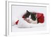 Black-And-White Kitten in a Father Christmas Hat-Mark Taylor-Framed Photographic Print