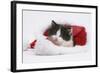 Black-And-White Kitten in a Father Christmas Hat-Mark Taylor-Framed Photographic Print