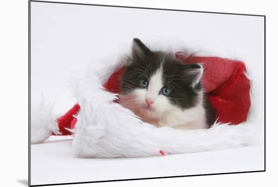 Black-And-White Kitten in a Father Christmas Hat-Mark Taylor-Mounted Photographic Print