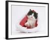 Black-And-White Kitten in a Father Christmas Hat-Mark Taylor-Framed Photographic Print
