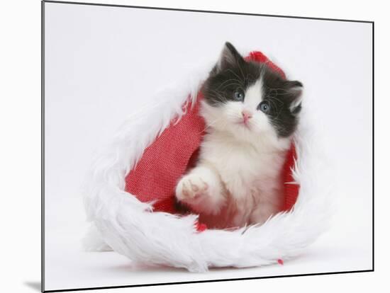 Black-And-White Kitten in a Father Christmas Hat-Mark Taylor-Mounted Photographic Print