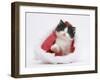 Black-And-White Kitten in a Father Christmas Hat-Mark Taylor-Framed Photographic Print