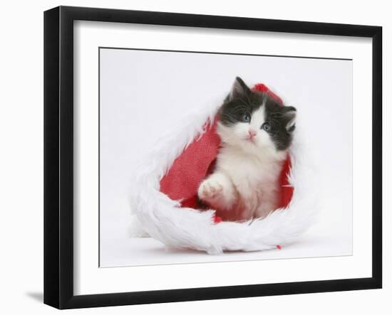 Black-And-White Kitten in a Father Christmas Hat-Mark Taylor-Framed Photographic Print