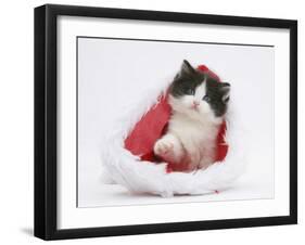 Black-And-White Kitten in a Father Christmas Hat-Mark Taylor-Framed Photographic Print