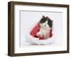 Black-And-White Kitten in a Father Christmas Hat-Mark Taylor-Framed Photographic Print