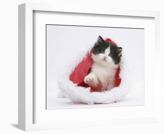 Black-And-White Kitten in a Father Christmas Hat-Mark Taylor-Framed Photographic Print