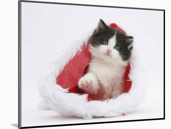 Black-And-White Kitten in a Father Christmas Hat-Mark Taylor-Mounted Photographic Print