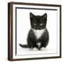 Black-And-White Kitten Sitting, Against White Background-Mark Taylor-Framed Photographic Print