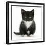 Black-And-White Kitten Sitting, Against White Background-Mark Taylor-Framed Photographic Print