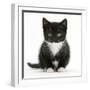 Black-And-White Kitten Sitting, Against White Background-Mark Taylor-Framed Photographic Print