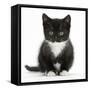 Black-And-White Kitten Sitting, Against White Background-Mark Taylor-Framed Stretched Canvas