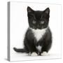 Black-And-White Kitten Sitting, Against White Background-Mark Taylor-Stretched Canvas