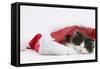 Black-And-White Kitten Sleeping in a Father Christmas Hat-Mark Taylor-Framed Stretched Canvas