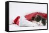 Black-And-White Kitten Sleeping in a Father Christmas Hat-Mark Taylor-Framed Stretched Canvas