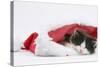 Black-And-White Kitten Sleeping in a Father Christmas Hat-Mark Taylor-Stretched Canvas